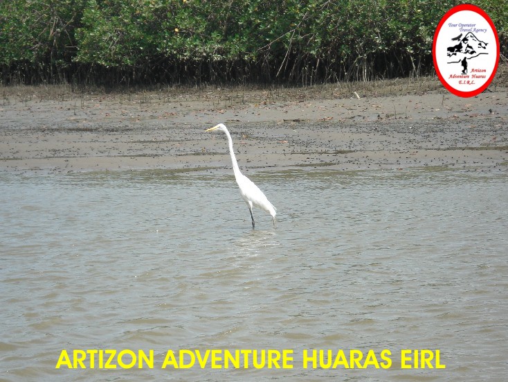 Ave en lo Manglares de Tumbes